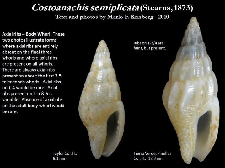 Sivun Costoanachis semiplicata (Stearns 1873) kuva