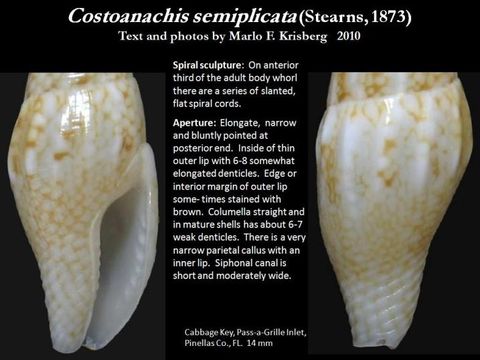 Sivun Costoanachis semiplicata (Stearns 1873) kuva