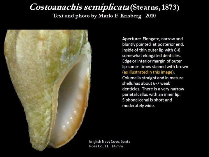 Sivun Costoanachis semiplicata (Stearns 1873) kuva