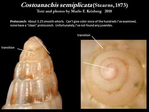 Sivun Costoanachis semiplicata (Stearns 1873) kuva