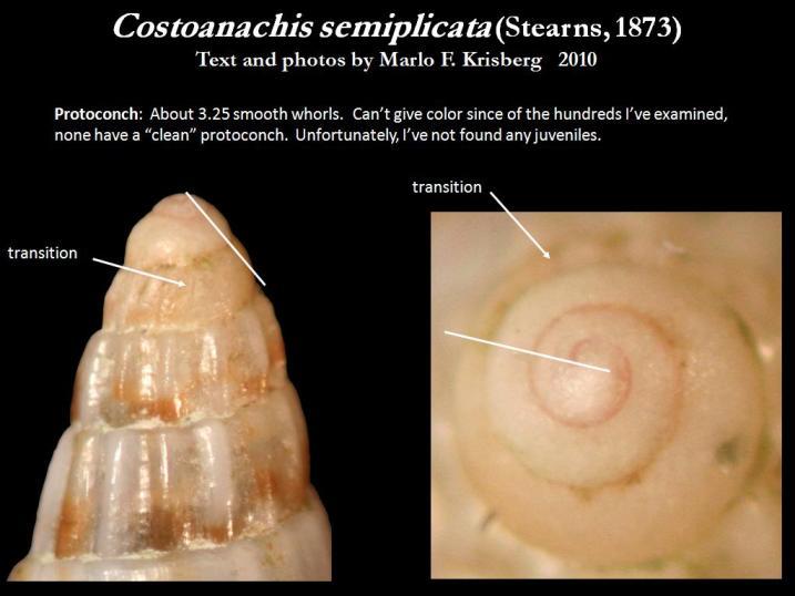 Sivun Costoanachis semiplicata (Stearns 1873) kuva