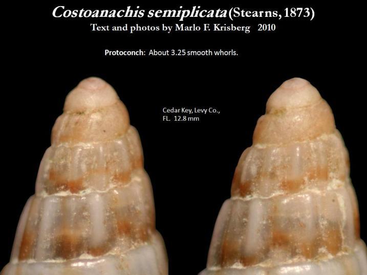 Sivun Costoanachis semiplicata (Stearns 1873) kuva