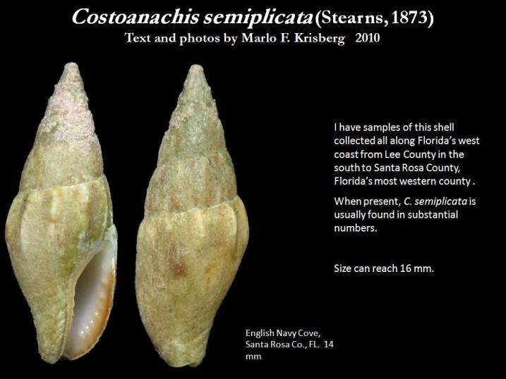 Sivun Costoanachis semiplicata (Stearns 1873) kuva