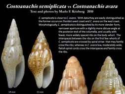 Sivun Costoanachis semiplicata (Stearns 1873) kuva