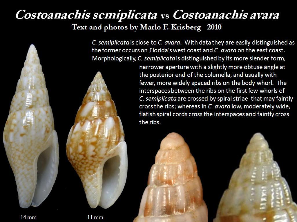 Sivun Costoanachis semiplicata (Stearns 1873) kuva