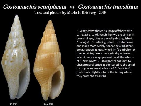 Image of Costoanachis semiplicata (Stearns 1873)