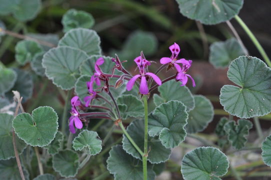 Image of Pelargonium sidoides DC.