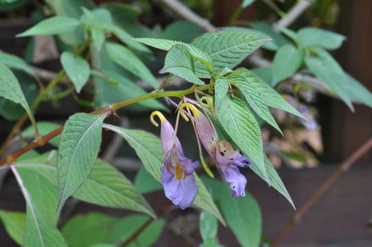 Image of Blue-flowered Impatiens