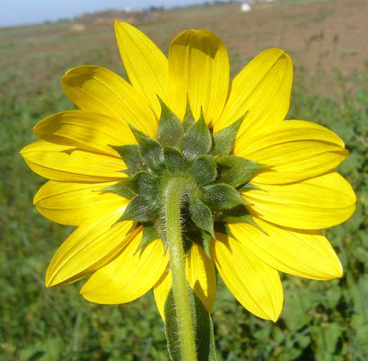 Image de tournesol