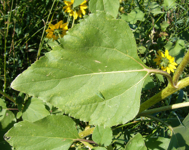 Image de tournesol