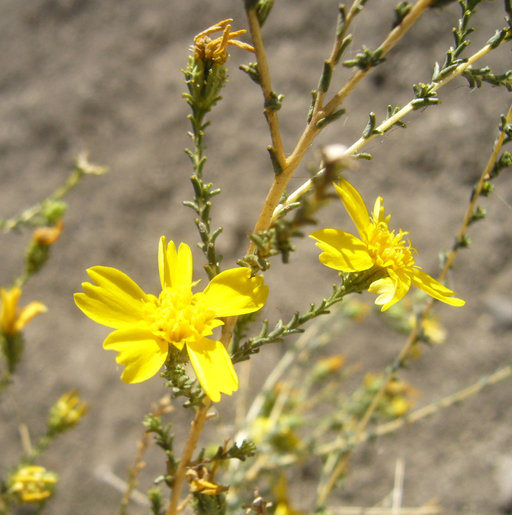 Image of San Joaquin tarweed