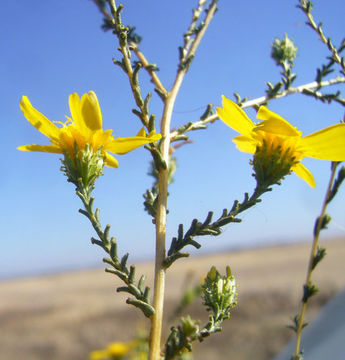 Image of San Joaquin tarweed