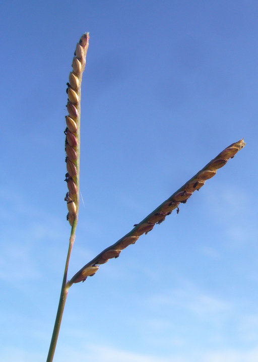 Image de Paspalum distichum L.