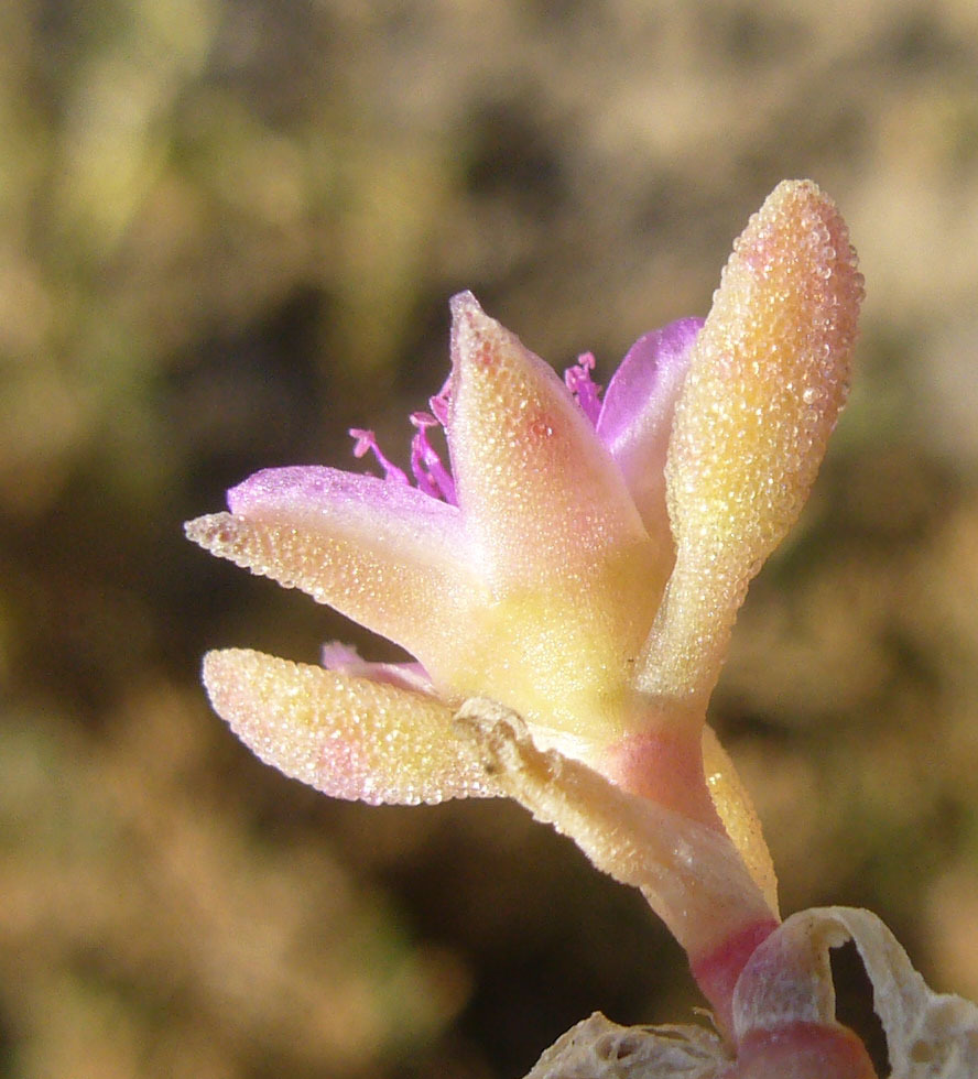 Image of verrucose seapurslane