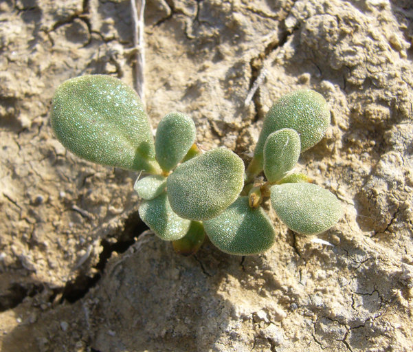 Image de Sesuvium verrucosum Raf.