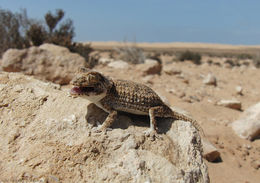 Image of Helmeted gecko