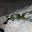 Image of Brown House Snakes