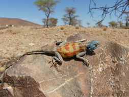 Image of Bibron's Agama