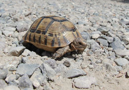 Image of Mediterranean Spur-thighed Tortoise