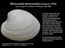 Слика од Mercenaria mercenaria (Linnaeus 1758)