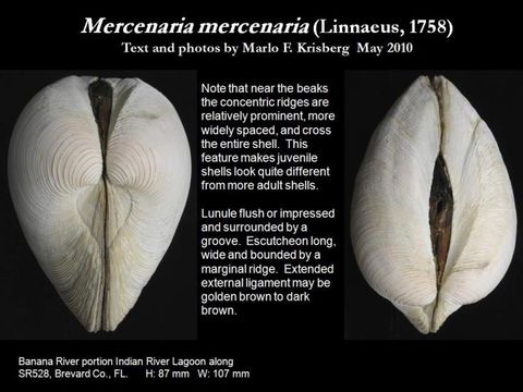 Image of hard clam