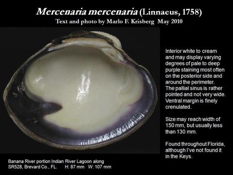 Image of hard clam