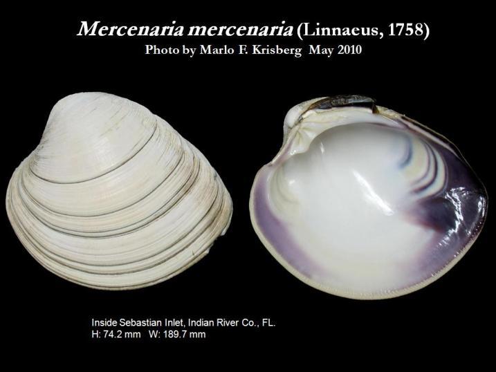 Image of hard clam