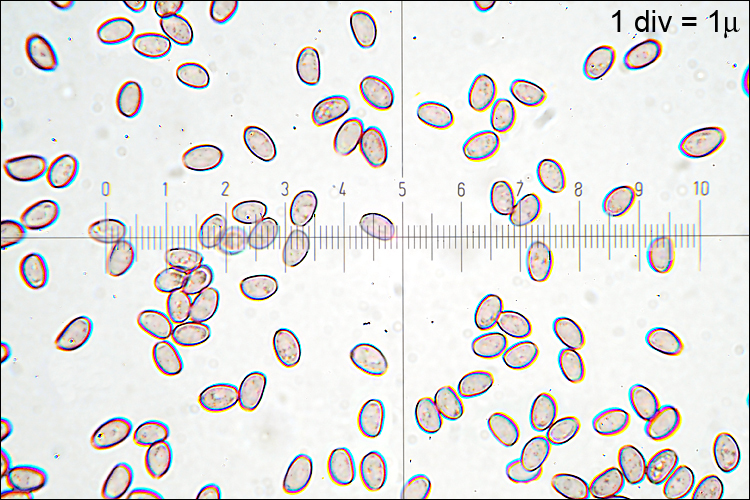 Imagem de Hypholoma fasciculare (Huds.) P. Kumm. 1871