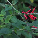 Image de Salvia elegans Vahl