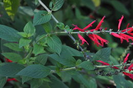 Image of pineapple sage