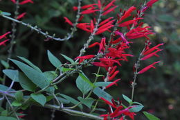 Image of pineapple sage