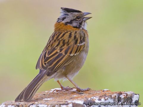 Image of Rufous-collared Sparrow