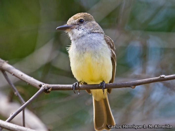 Image of Swainson's Flycatcher