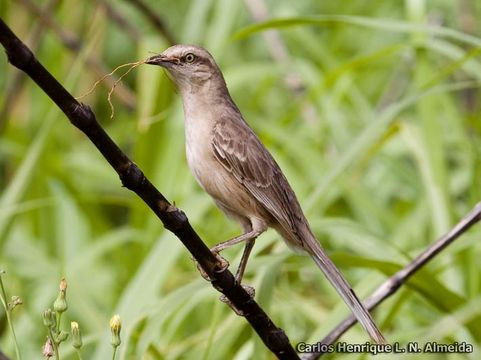 Image of Chalk-browed Mockingbird