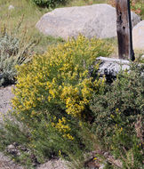 Image of dwarf goldenbush