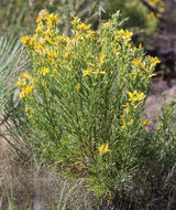 Image of dwarf goldenbush