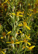 Image of dwarf goldenbush