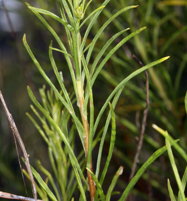 Image of dwarf goldenbush