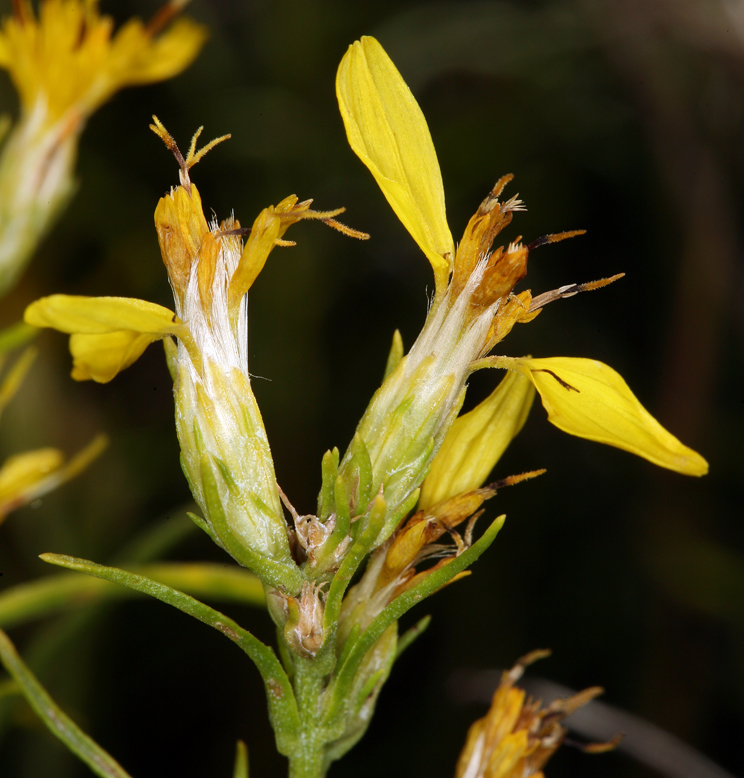 Image of dwarf goldenbush