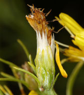 Image of dwarf goldenbush