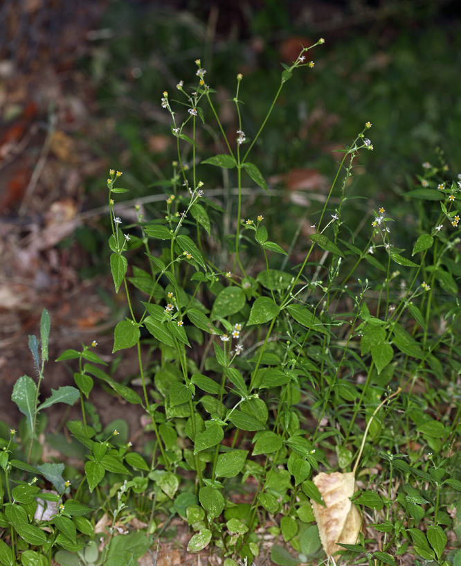 <i>Galinsoga <i>parviflora</i></i> var. parviflora resmi