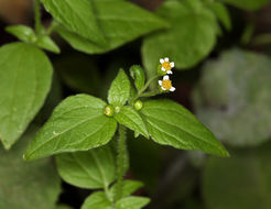 Image of <i>Galinsoga <i>parviflora</i></i> var. parviflora