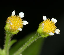 Image of <i>Galinsoga <i>parviflora</i></i> var. parviflora