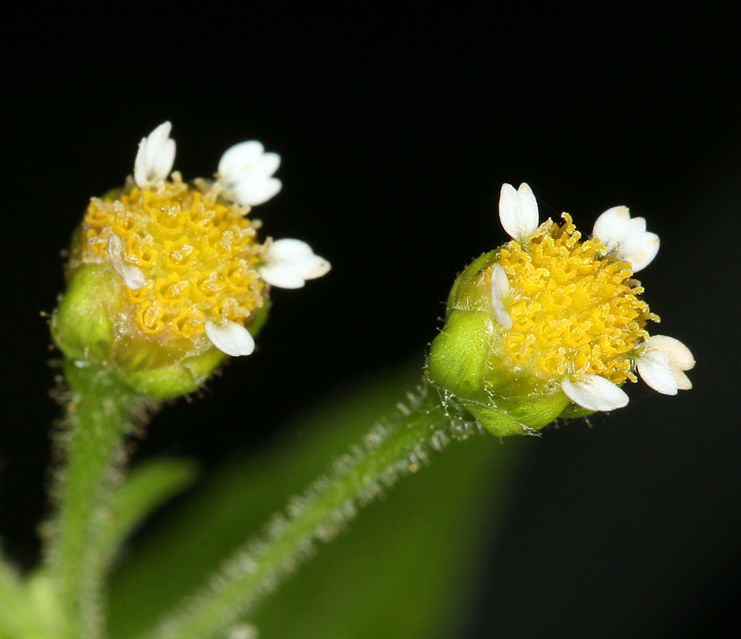 صورة <i>Galinsoga <i>parviflora</i></i> var. parviflora