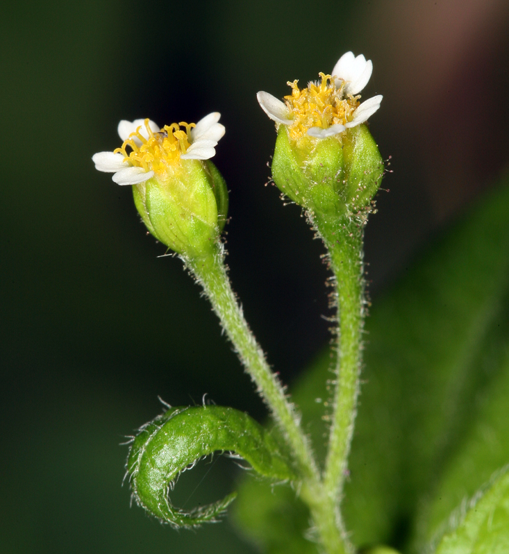 <i>Galinsoga <i>parviflora</i></i> var. parviflora resmi