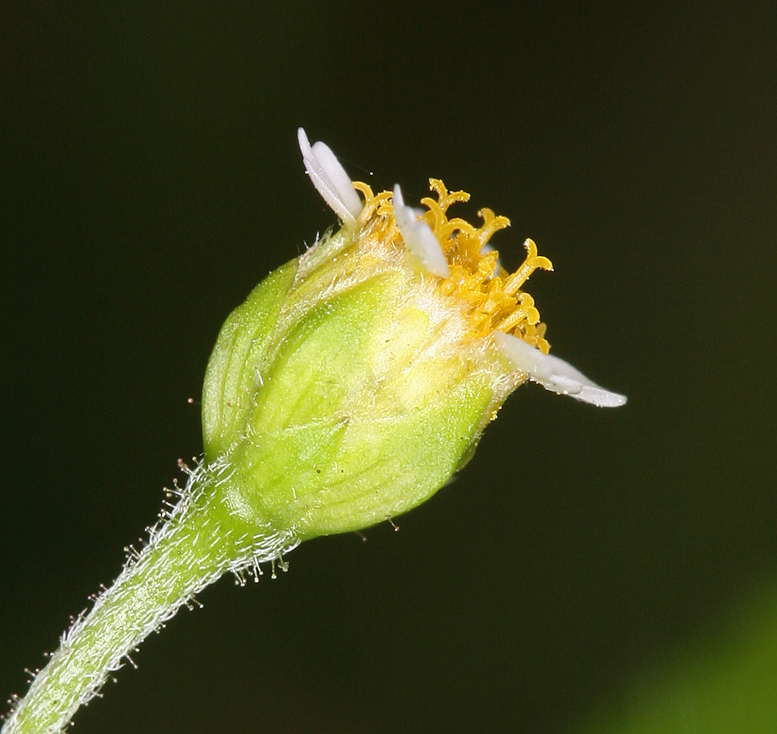 Image of <i>Galinsoga <i>parviflora</i></i> var. parviflora