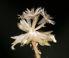 صورة <i>Galinsoga <i>parviflora</i></i> var. parviflora