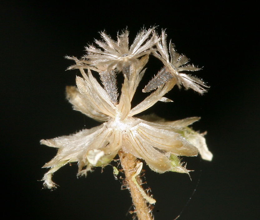 Image of <i>Galinsoga <i>parviflora</i></i> var. parviflora