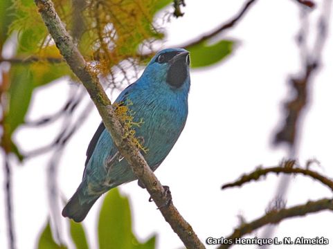 Image of Black-legged Dacnis