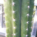 Imagem de <i>Pilosocereus cometes</i>